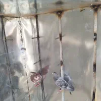 گنجه نو|مصالح و تجهیزات ساختمان|شیراز, شهرک برق|دیوار