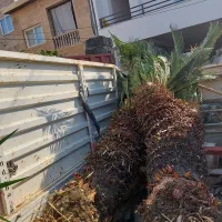 دو عدد سیکاس تنه بالای یک متر دونه ای۴ میلیون