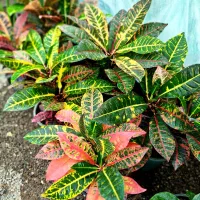 کروتون|گل و گیاه طبیعی|طاهرگوراب, |دیوار