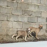 دوتا توله پیتبول