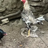 خروس لاری نسل دار