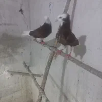 یه‌جفت‌جونه‌شازاده‌سرخ‌مهر