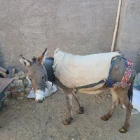 الاغ|حیوانات مزرعه|معصومیه, |دیوار