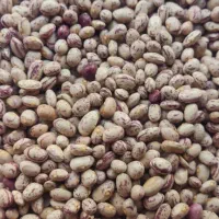 لوبیا چیتی|خوردنی و آشامیدنی|تهران, عباسی|دیوار