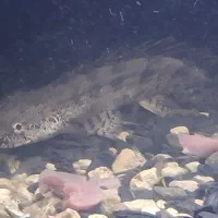 ماهی آکواریومی پلی اندی چری و نایف