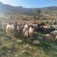 بز میش کهره