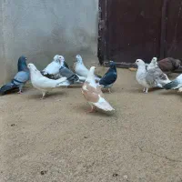 ۱۵کفتریکجابیشتر غریب گیری