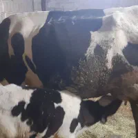 گاو و گوساله