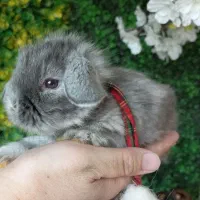 خرگوش های مینی لوپ مستر لوپی