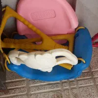تاب