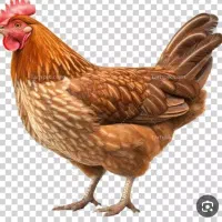 دو عدد مرغ تخم گذار