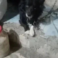 سگ پاکوتاه نژاددار.واکسن خورده|سگ|مشهد, امیر المومنین|دیوار