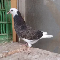 جوجه کبوتر جیر
