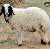 کشتار گوسفند نرینه