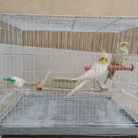 سه جفت عروس
