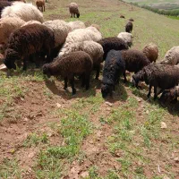 فروش میش افشاری