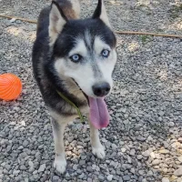 هاسکی فروشی