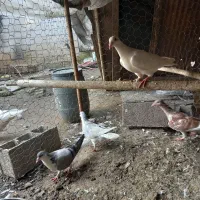 کبوتر ساده و رنگی|پرنده|قائمشهر, |دیوار