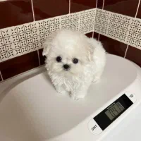 pooodle|سگ|تهران, سعادت‌آباد|دیوار