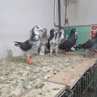 ۱۰ عدد سوسکی وسینه سفید