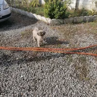 واگذاری پامرانین خرسی و شیتزو سوپر فلت و فلت ماده