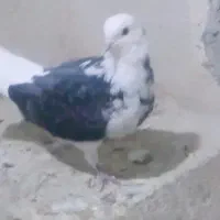 کفتر تهرانی|پرنده|همدان, |دیوار