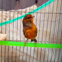 قناری نر مست بکوب