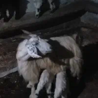 بز جوان و بزغاله|حیوانات مزرعه|گرمی, |دیوار