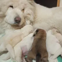 توله چاوچاو چمپیون وارداتی|سگ|تهران, لویزان|دیوار