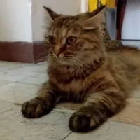 پرشین سبرین ماده یک ساله دوم روبایی