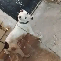 سگ  داگو
