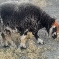 میش .بره .|حیوانات مزرعه|اردل, |دیوار