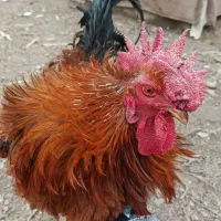 خروس محلی فرفری