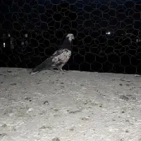 تهرانی غریب گیری