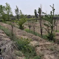 زمین ۲۵۵۰ متری فروشی