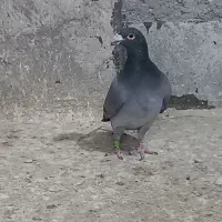 کبوتر کبود پلاکی|پرنده|الوند, |دیوار