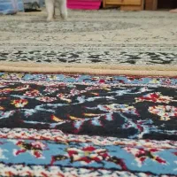 واگذاری گربه|گربه|رامسر, |دیوار