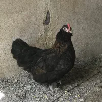 مرغ و خروس مینیاتوری بک ساله|حیوانات مزرعه|آمل, |دیوار