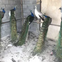 طاووس بنفش خاص ، قو ، پرنده زینتی