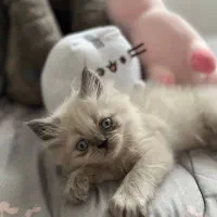 پرشین هیمالین|گربه|بجنورد, |دیوار