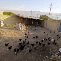زمین مسکونی انبار دام داری