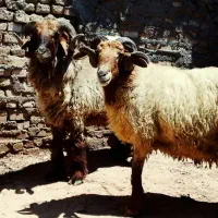 فحل یا قوچ