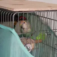 دو طوطی برزیلی|پرنده|فردیس, شهرک شهید حسینی|دیوار