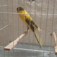 جفت قناری رنگ روشن