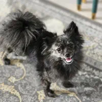 سگ پامرین اپارتمانی|سگ|اسلام‌شهر, شهرک واوان|دیوار