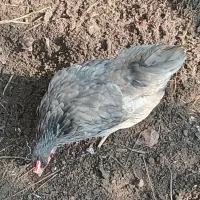 خروس و مرغ کرچ عالی گلین و مینیاتوری .|حیوانات مزرعه|لنگرود, |دیوار