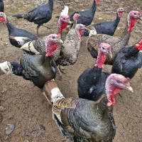 بوقلمون محلی امساله|حیوانات مزرعه|سنگر, |دیوار