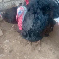 سلام دوعدد بوقلمون نر بازدیددره شهر|حیوانات مزرعه|آبدانان, |دیوار