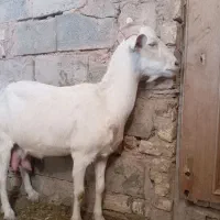 بز سانن