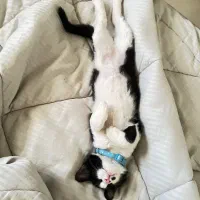 واگذاری رایگان گربه خونگی|گربه|اصفهان, وحید|دیوار